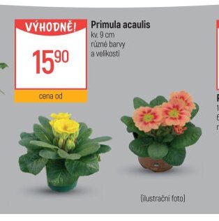 Primula acaulis