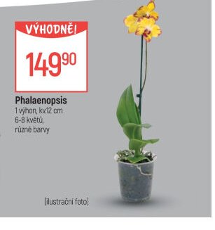 Phalaenopsis
