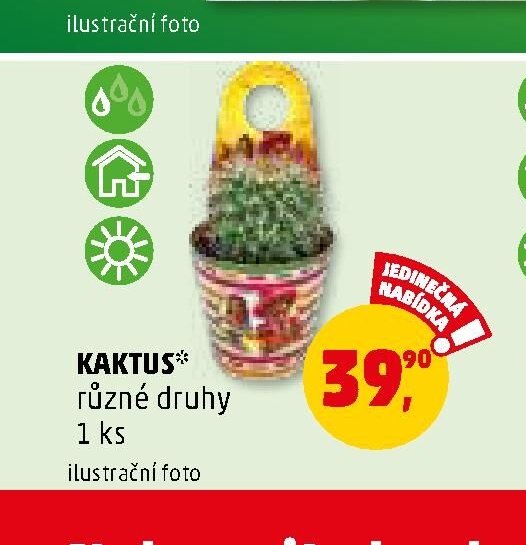 KAKTUS různé druhy 1 ks