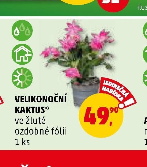 VELIKONOČNÍ KAKTUS ve žluté ozdobné fólii 1 ks
