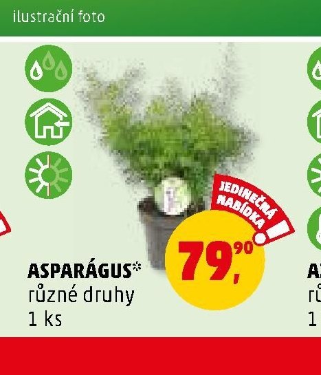 ASPARÁGUS různé druhy 1 ks