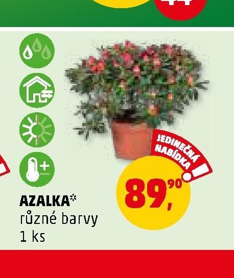 AZALKA různé barvy 1 ks