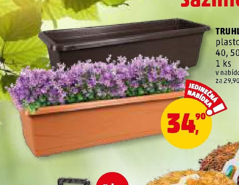 TRUHLÍK LOBELIA