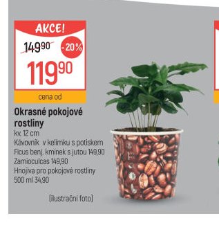 Okrasné pokojové rostliny
