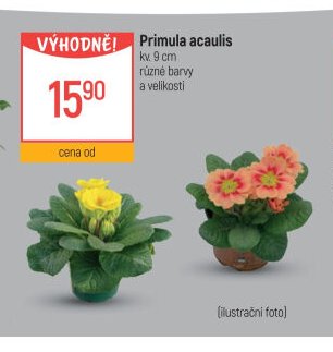 Primula acaulis