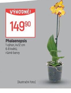 Phalaenopsis