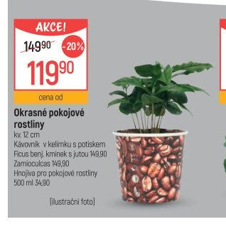 Okrasné pokojové rostliny