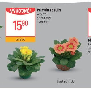 Primula acaulis