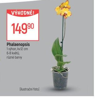 Phalaenopsis