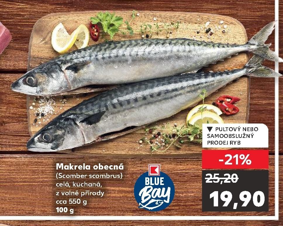 Makrela obecná