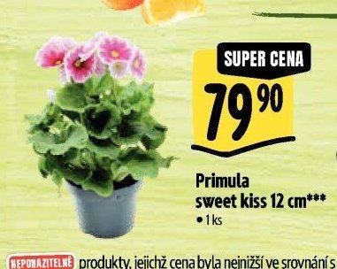 Primula sweet kiss 12 cm