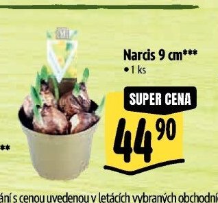 Narcis 9 cm