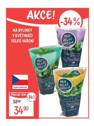 Bylinky v květináči