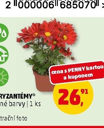 CHRYZANTÉMY