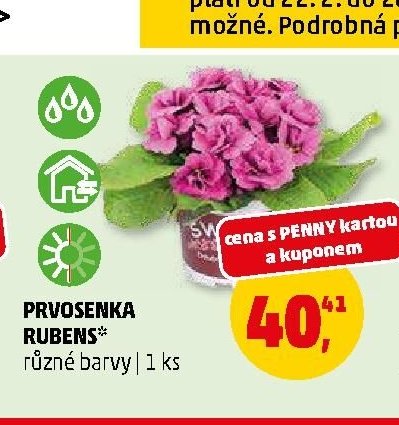 PRVOSENKA RUBENS