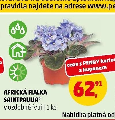 AFRICKÁ FIALKA SAINTPAULIA