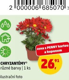CHRYZANTÉMY