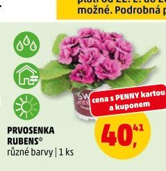 PRVOSENKA RUBENS