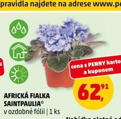 AFRICKÁ FIALKA SAINTPAULIA