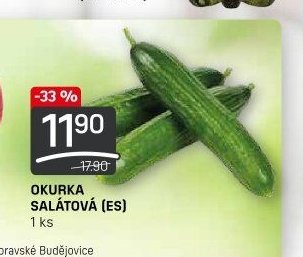 Okurka salátová