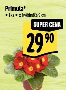 Primule - Petrklíč - Prvosenka