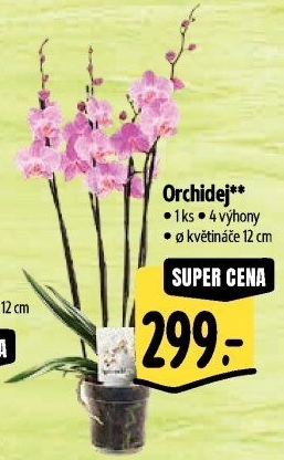 Orchidej