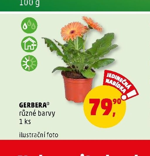 GERBERA