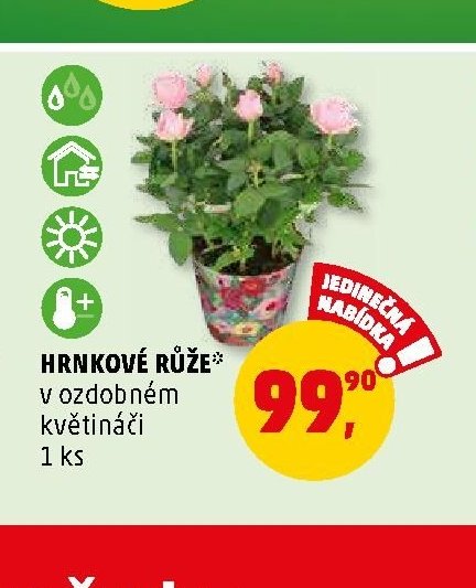 HRNKOVÉ RŮŽE