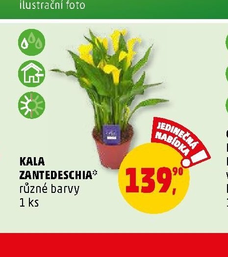 KALA ZANTEDESCHIA