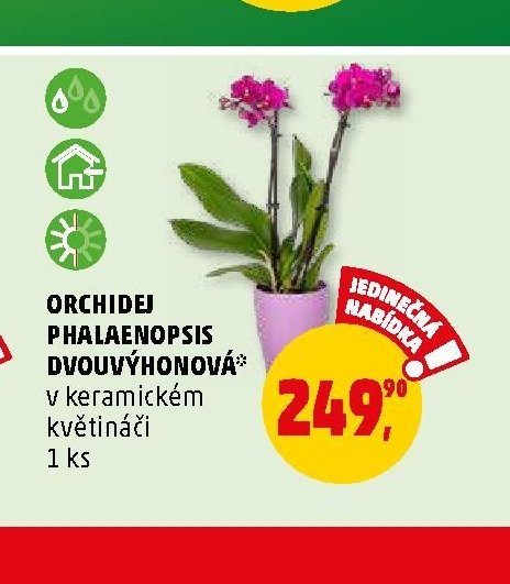 ORCHIDEJ PHALAENOPSIS DVOUVÝHONOVÁ