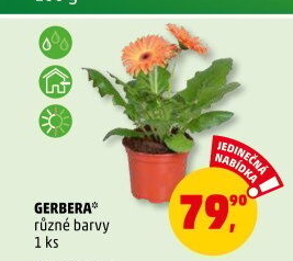 Gerbera