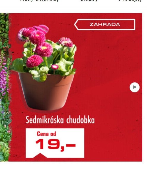 Sedmikráska chudobka - UNI HOBBY akcniletaky.com