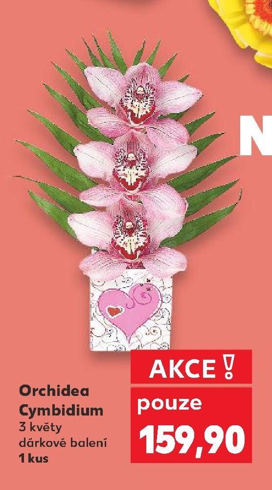 Orchidea Cymbidium