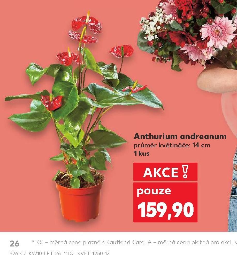 Anthurium andreanum