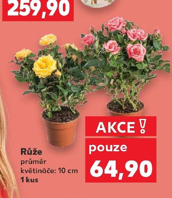 Růže
