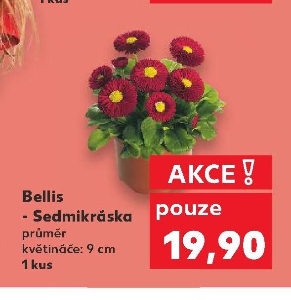 Bellis - Sedmikráska