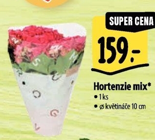 Hortenzie - Hydrangea