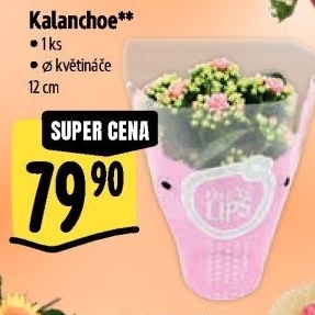 Kalanchoe - Kolopejka