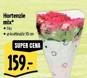 Hortenzie - Hydrangea