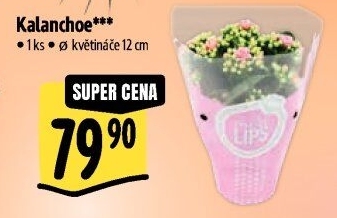 Kalanchoe - Kolopejka