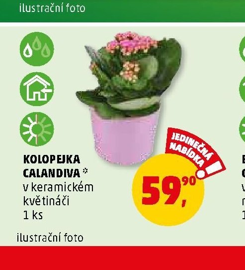Kolopejka Calandiva
