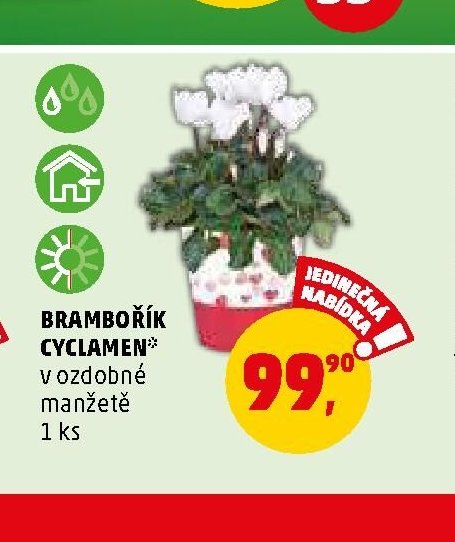 Brambořík Cyclamen