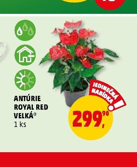 Antúrie Royal Red velká