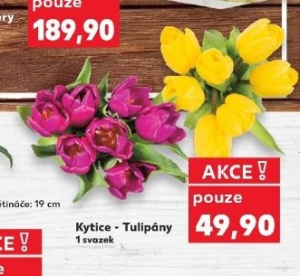 Kytice - Tulipány