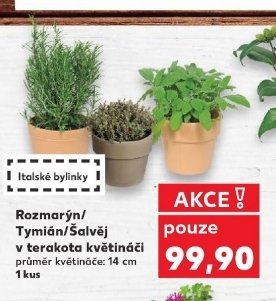 Rozmarýn / Tymián / Šalvěj v terakota květináči