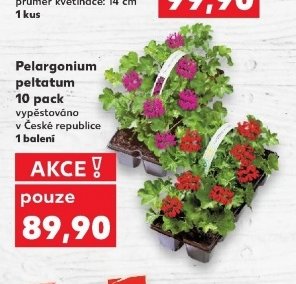 Pelargonium peltatum
