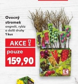 Ovocný stromek
