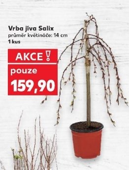 Vrba jíva Salix