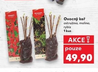 Ovocný keř