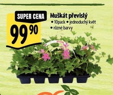 Muškát převislý